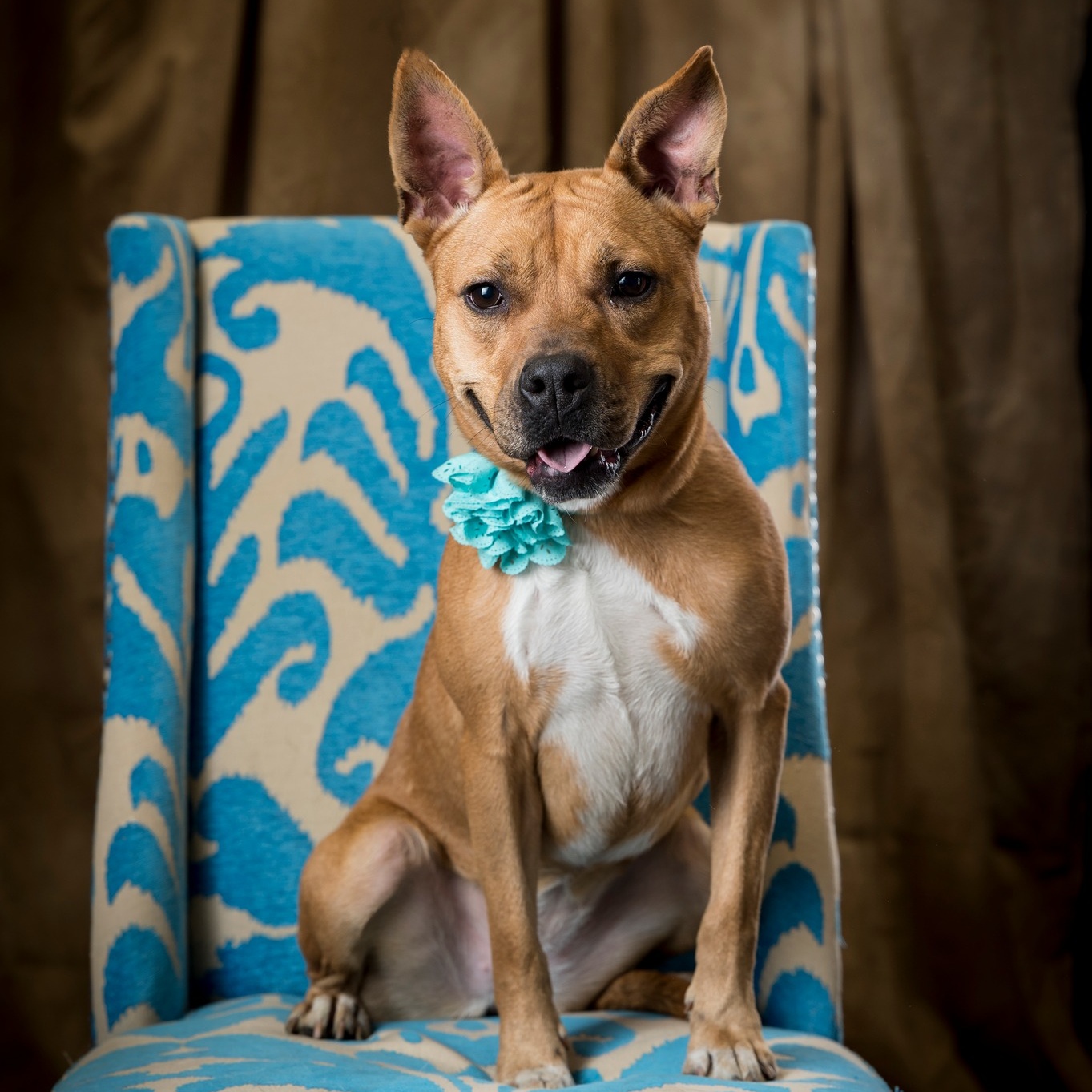 Enlarge Marlyn Bellatini (CONC-A-95), a Adoptable Mixed Breed in Concord, NC image 1/6