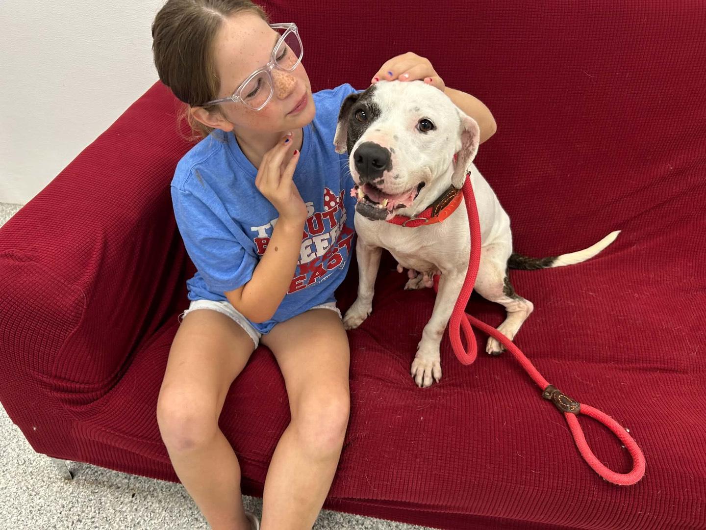 Lili (Happy, Cuddly, Sociable, Smart, and Adorable girl), a Adoptable mixed breed in Rochester, MN image 2/4