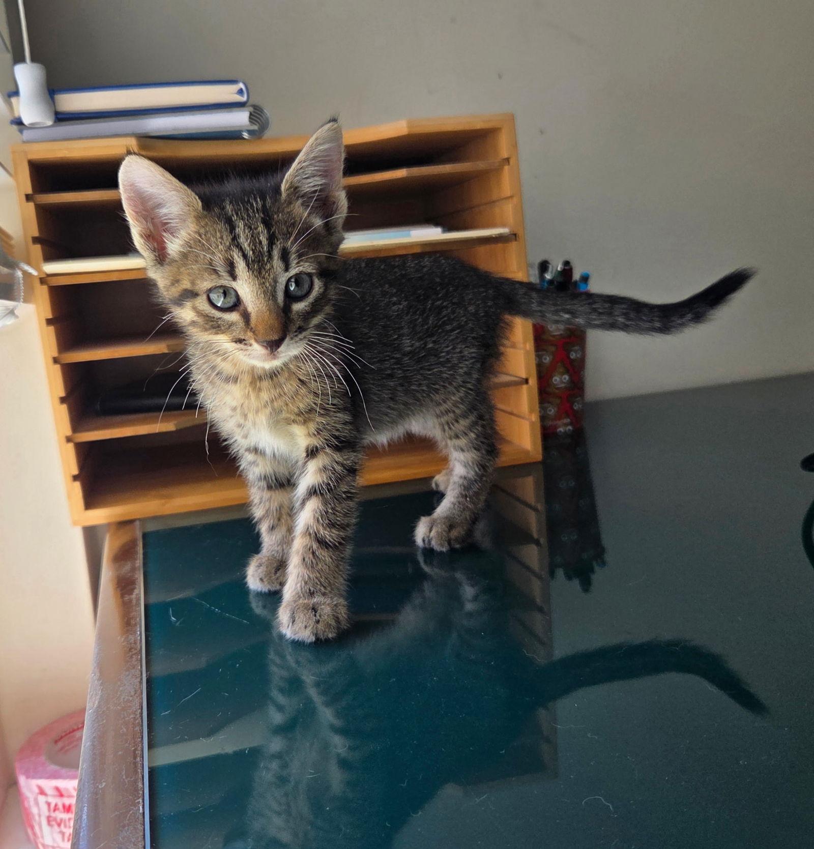 Enlarge Hissy Pants, a Adopted Domestic Short Hair in Camden, SC image 1/3