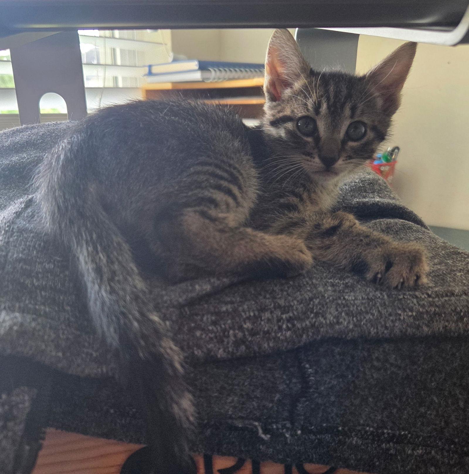 Enlarge Hissy Pants, a Adopted Domestic Short Hair in Camden, SC image 2/3