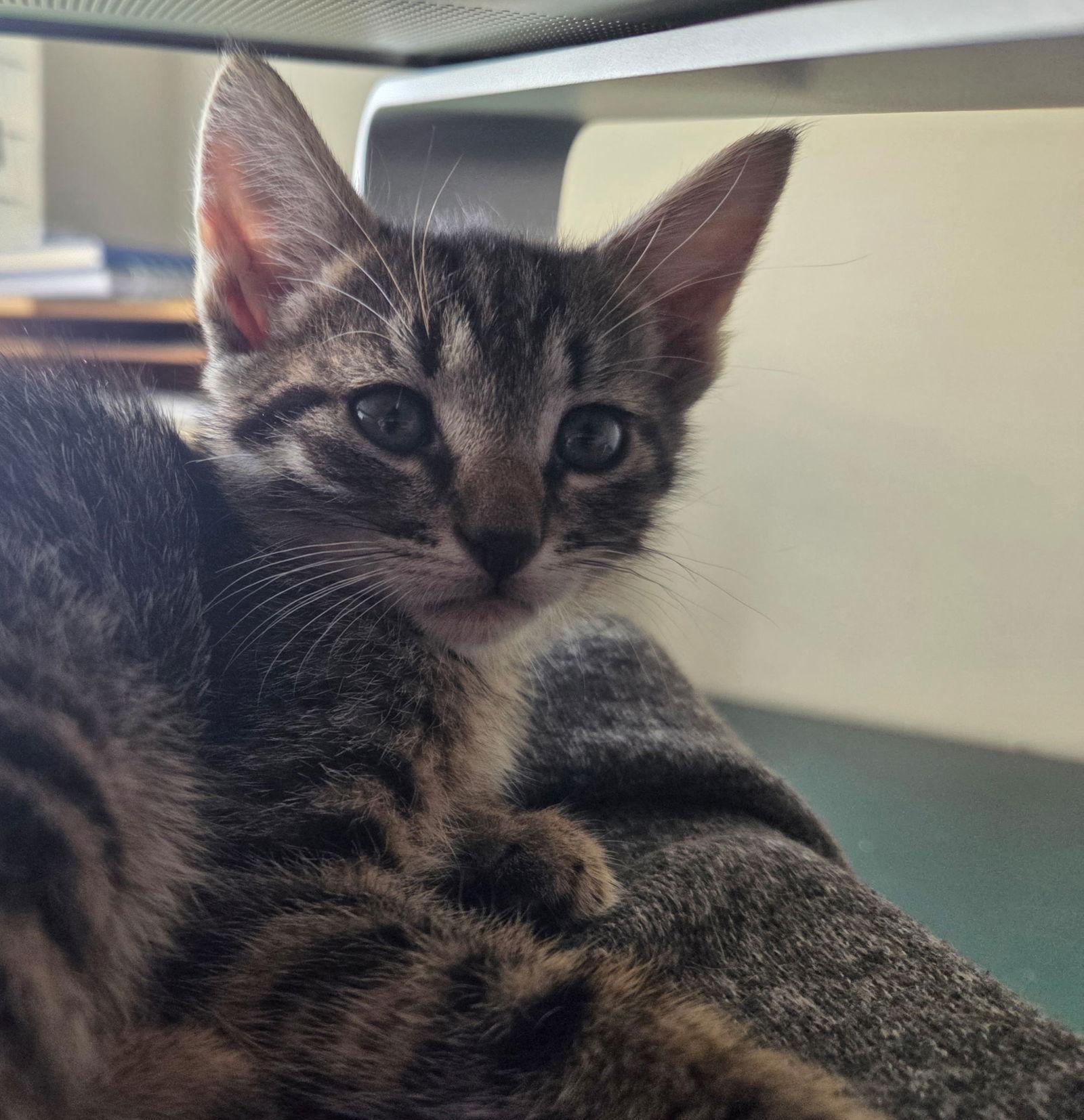 Enlarge Hissy Pants, a Adopted Domestic Short Hair in Camden, SC image 3/3