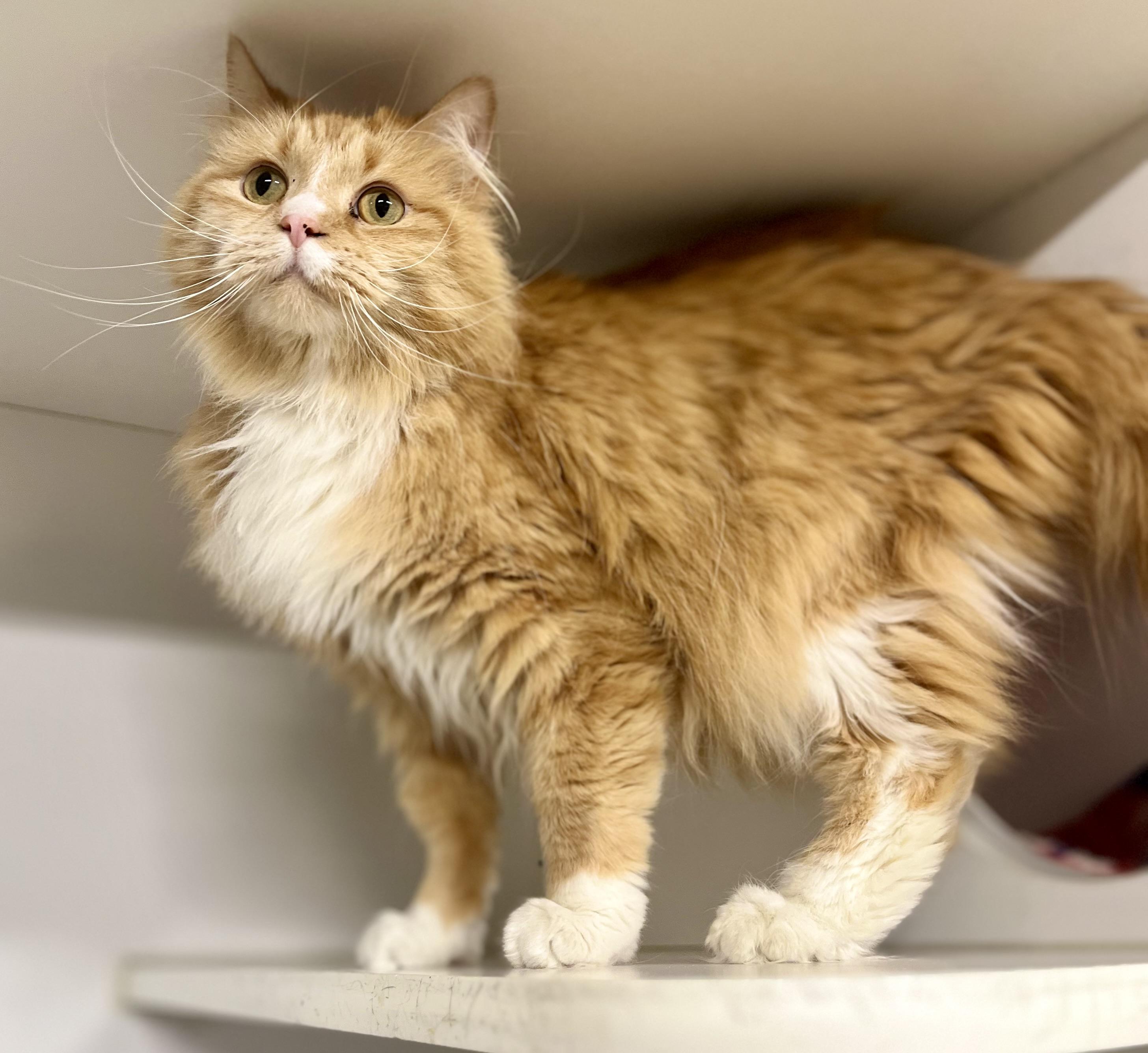Cher, a Adoptable Domestic Long Hair in Seville, OH image 1/4