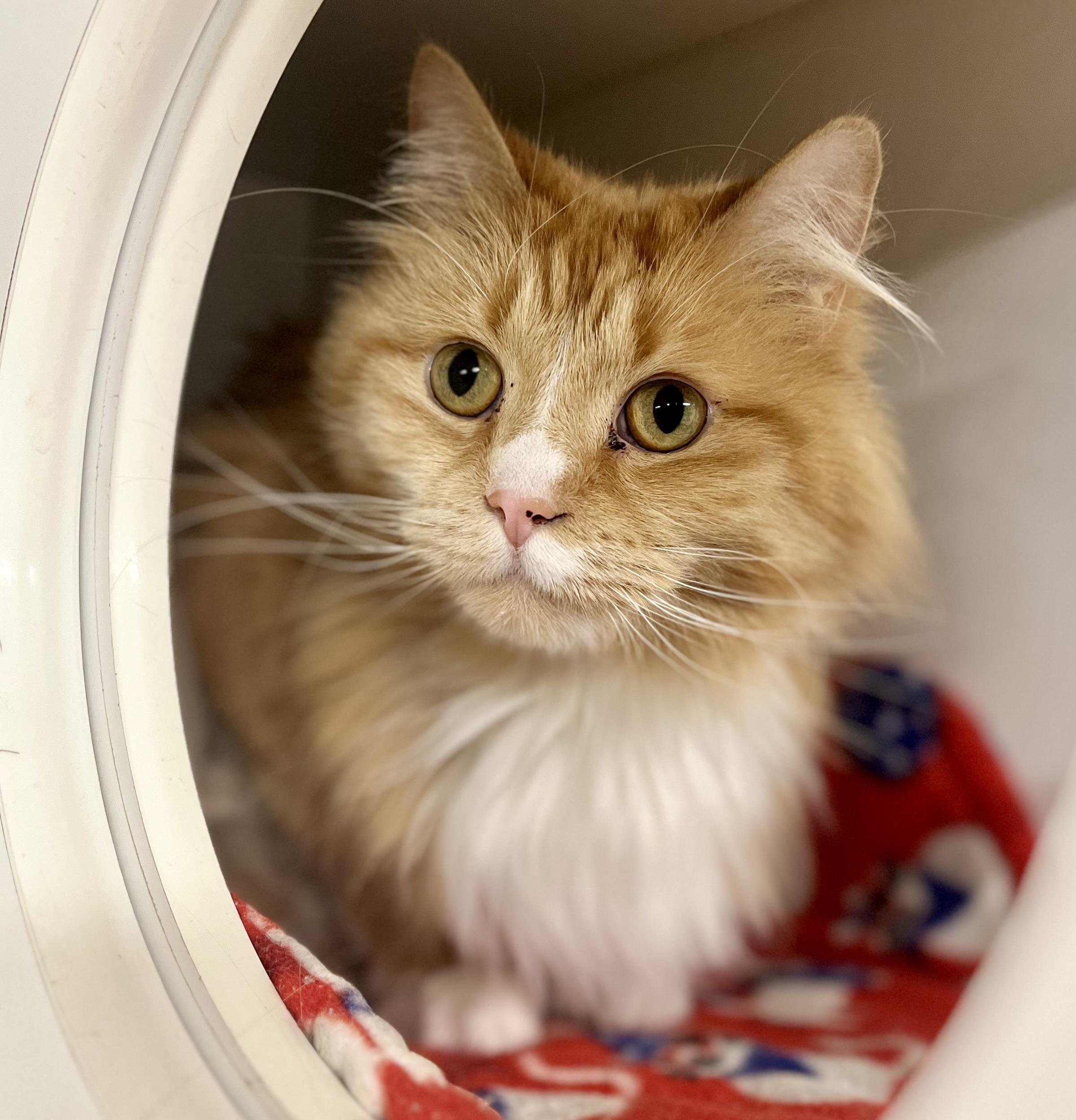 Cher, a Adoptable Domestic Long Hair in Seville, OH image 2/4