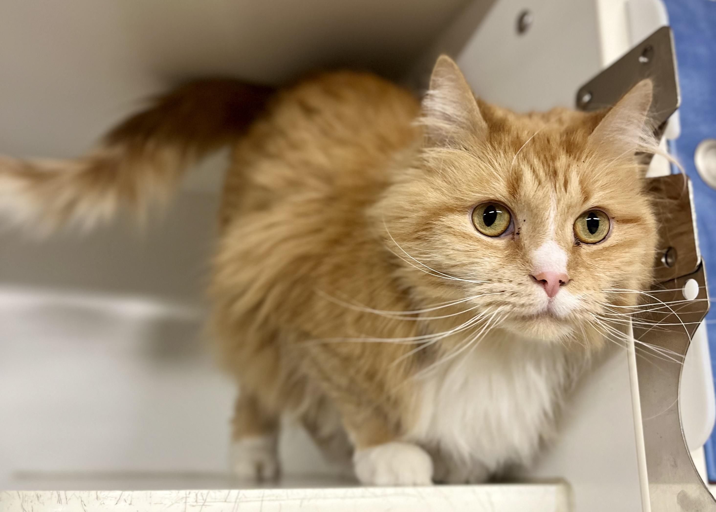 Cher, a Adoptable Domestic Long Hair in Seville, OH image 3/4