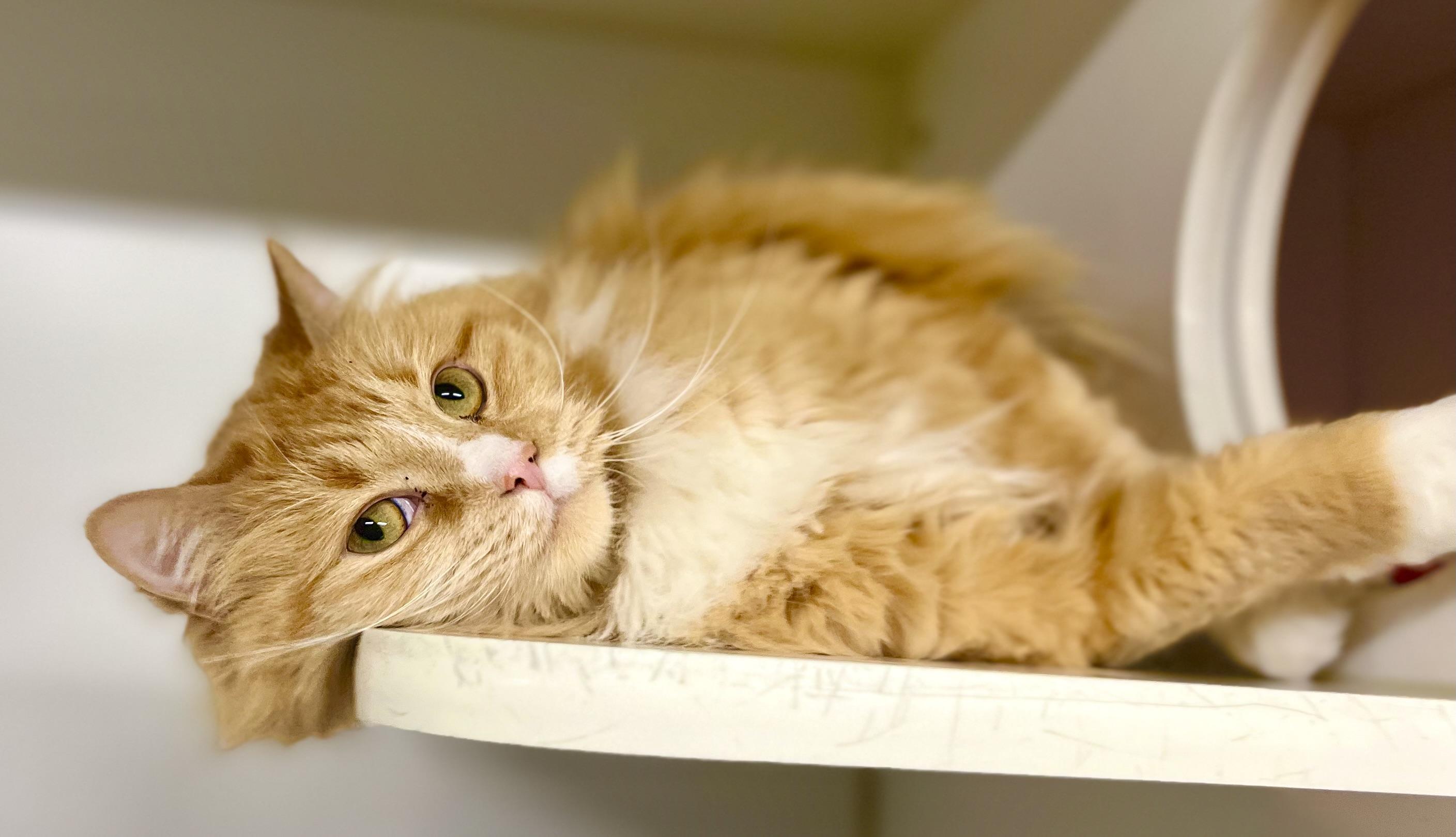 Cher, a Adoptable Domestic Long Hair in Seville, OH image 4/4