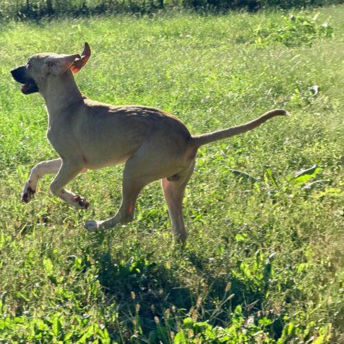 Bramble, Adoptable, Puppy Male Great Dane & Coonhound.