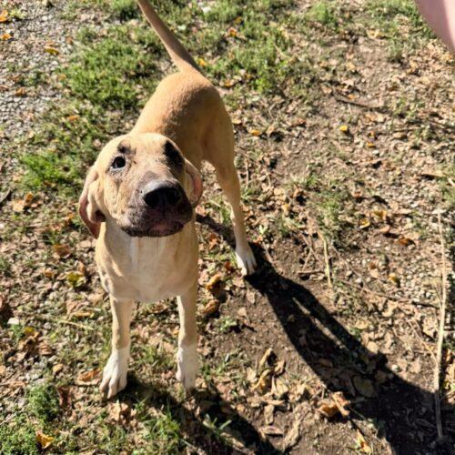 Enlarge Bramble, a Adoptable mixed breed in Richmond, MO image 2/3