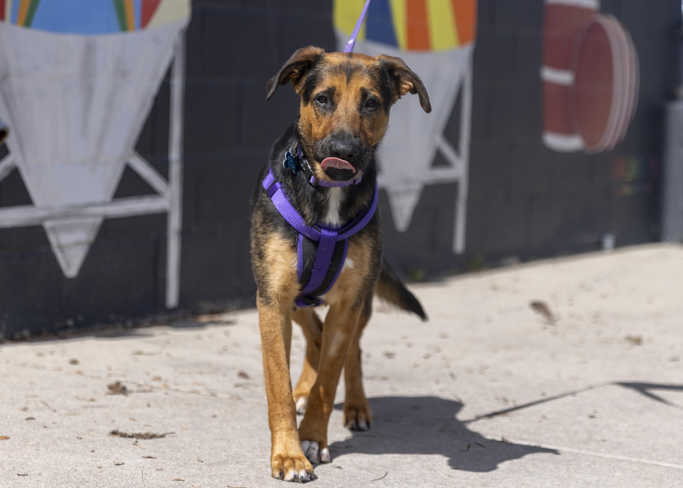 Enlarge Amelia, a ADOPTABLE mixed breed in Minneapolis, MN image 2/6