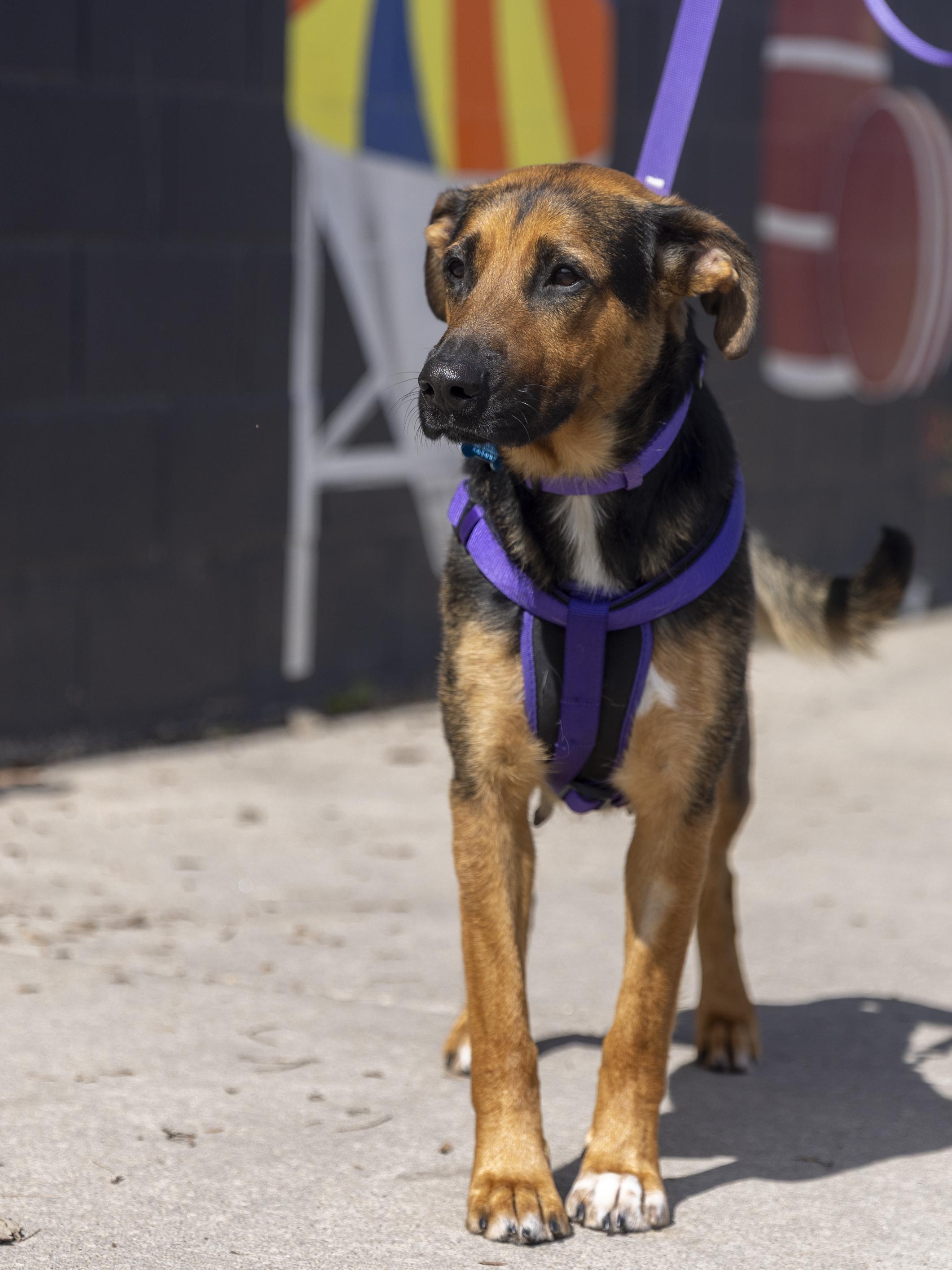 Enlarge Amelia, a ADOPTABLE mixed breed in Minneapolis, MN image 3/6