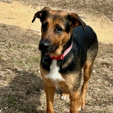 Enlarge Amelia, a ADOPTABLE mixed breed in Minneapolis, MN image 5/6