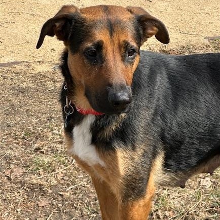 Enlarge Amelia, a ADOPTABLE mixed breed in Minneapolis, MN image 6/6