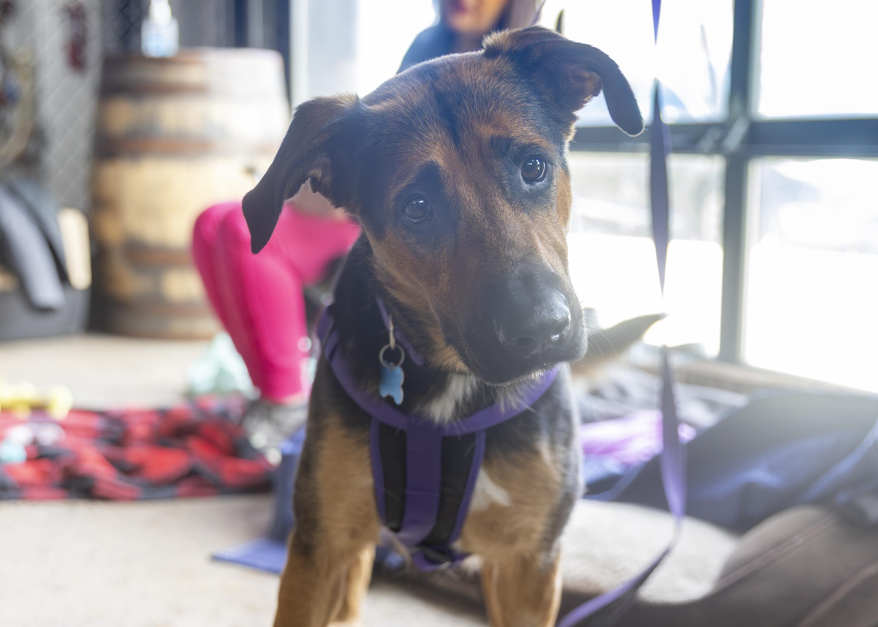 Amelia, ADOPTABLE, Adult Female Shepherd & Hound.