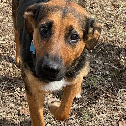 Enlarge Amelia, a ADOPTABLE mixed breed in Minneapolis, MN image 4/6