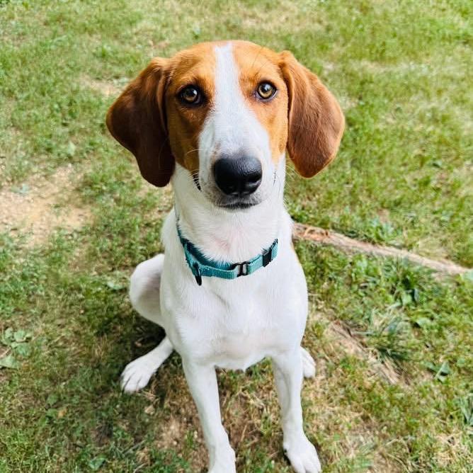 Gimli, Adoptable, Young Female Foxhound.