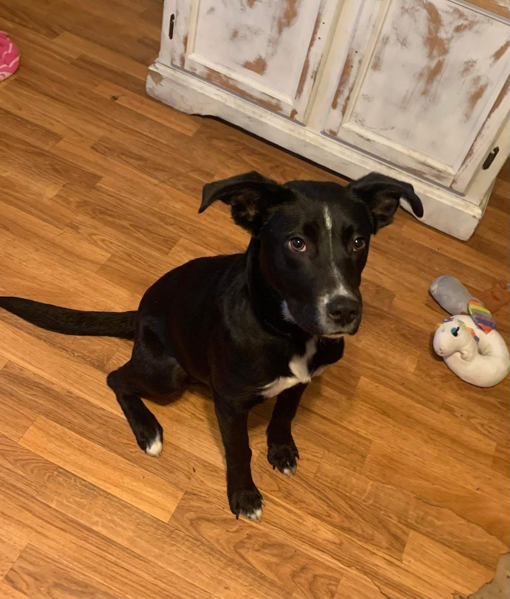 Enlarge Velar, a Adoptable mixed breed in Springfield, MO image 2/4