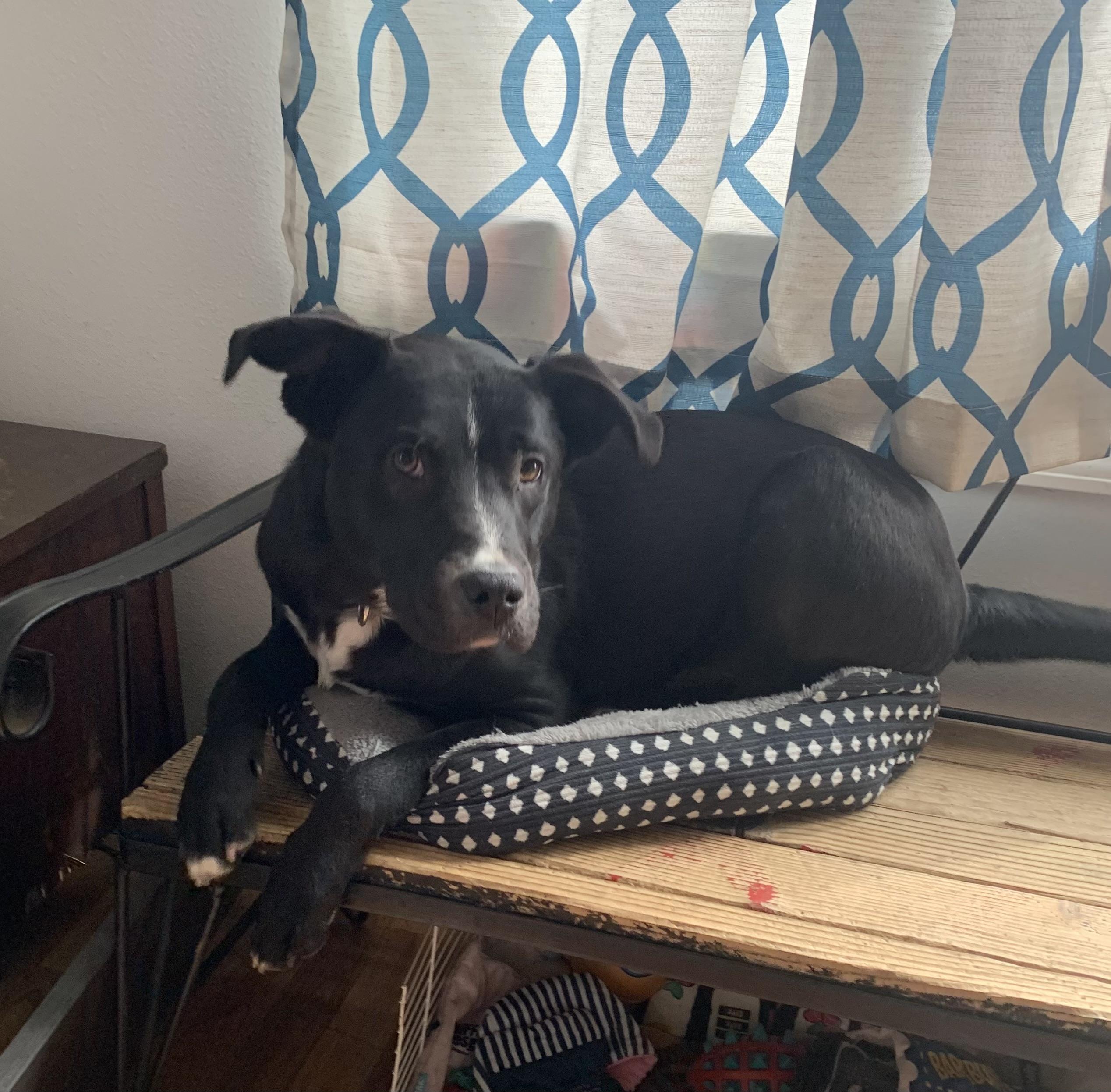 Enlarge Velar, a Adoptable mixed breed in Springfield, MO image 3/4