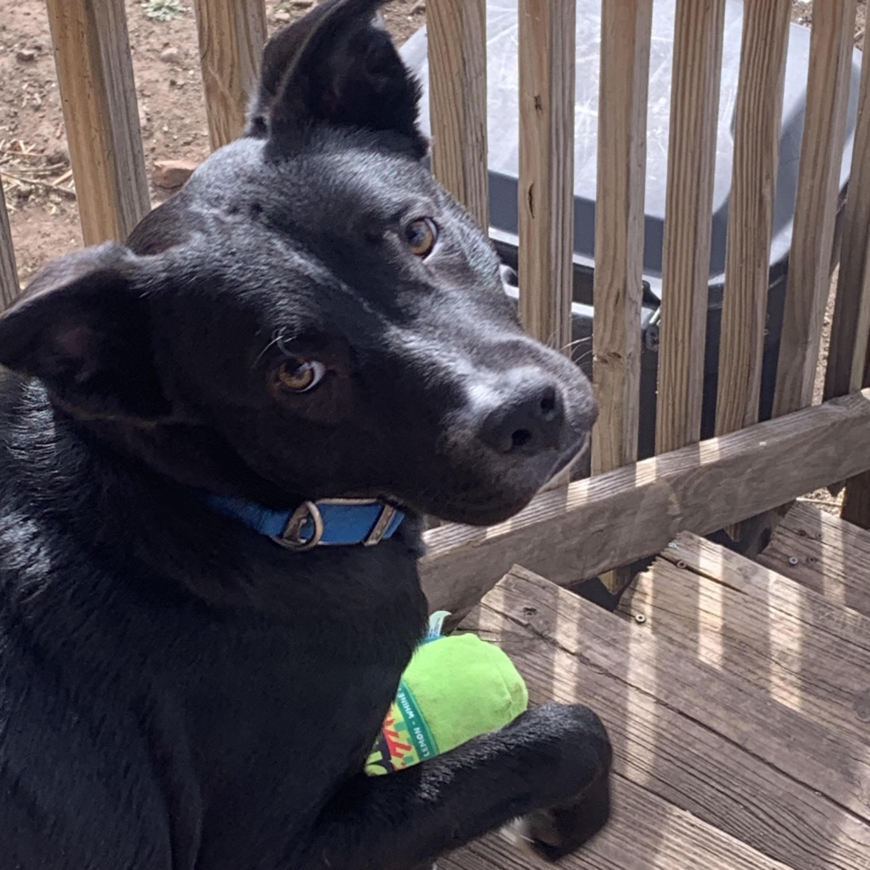 Enlarge Velar, a Adoptable mixed breed in Springfield, MO image 4/4