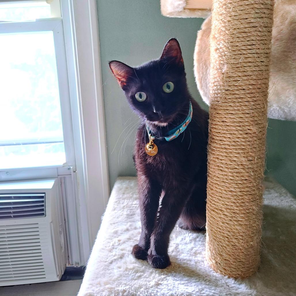 Enlarge Lunar, a Adoptable Domestic Short Hair in Green Bay, WI image 1/6