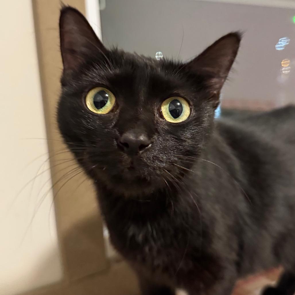 Enlarge Lunar, a Adoptable Domestic Short Hair in Green Bay, WI image 3/6