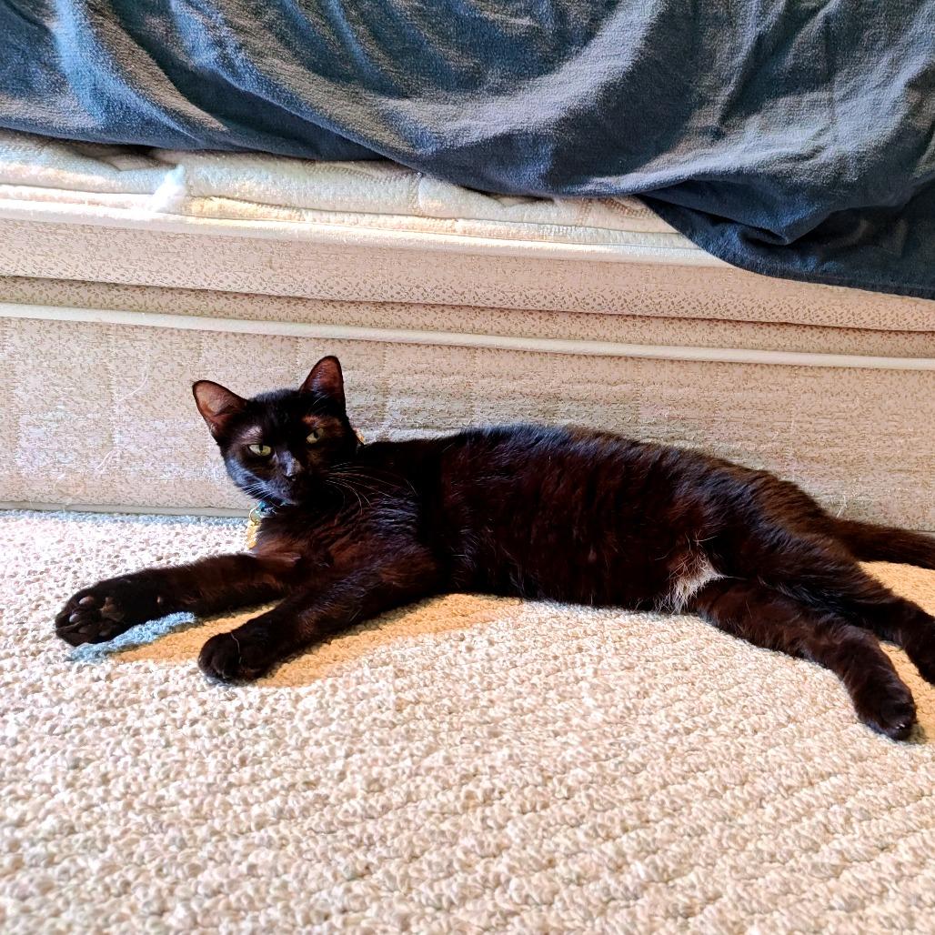 Enlarge Lunar, a Adoptable Domestic Short Hair in Green Bay, WI image 4/6