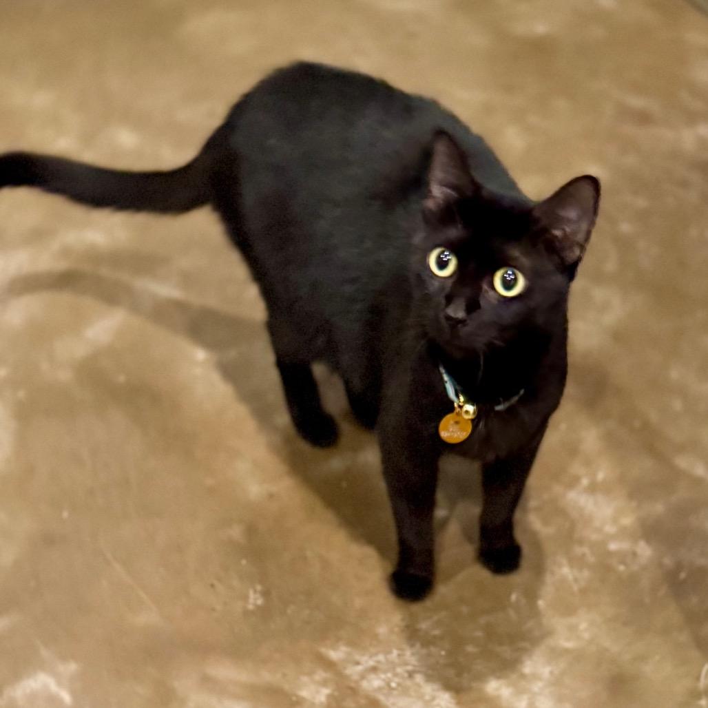 Enlarge Lunar, a Adoptable Domestic Short Hair in Green Bay, WI image 5/6