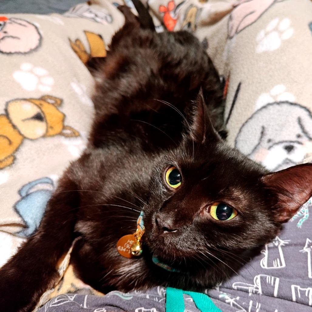 Enlarge Lunar, a Adoptable Domestic Short Hair in Green Bay, WI image 6/6