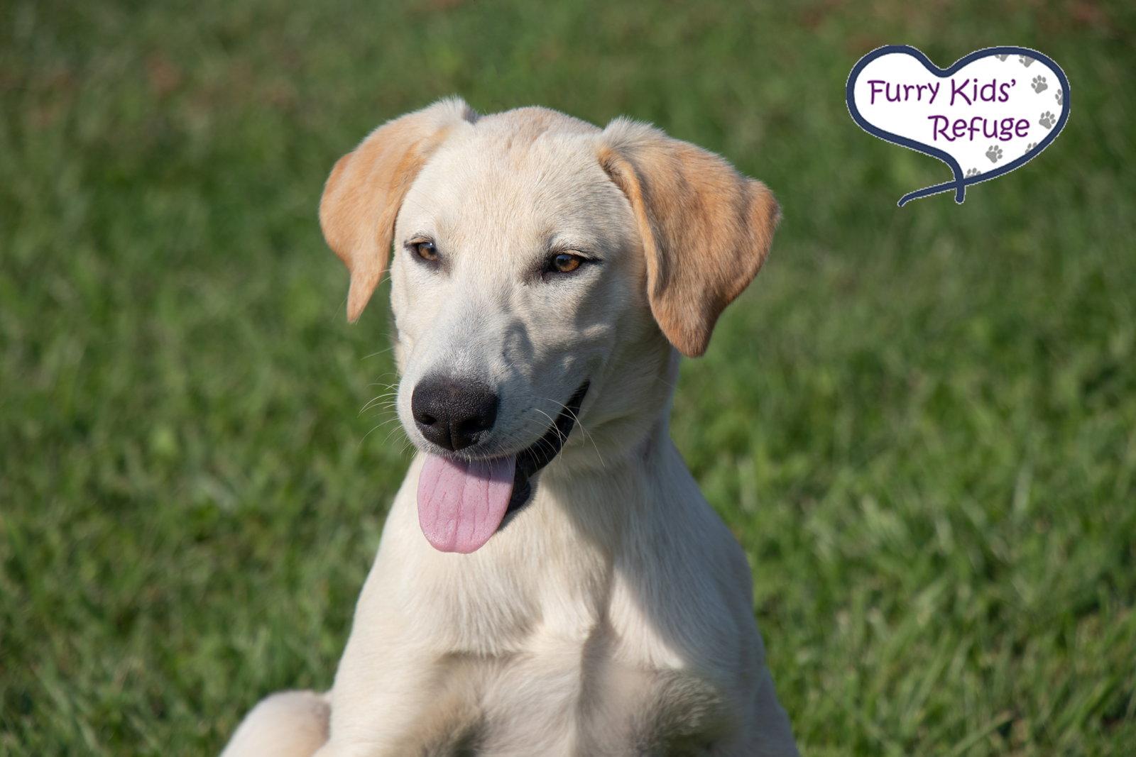 Enlarge Lolly, a Adoptable mixed breed in Lee's Summit, MO image 1/3