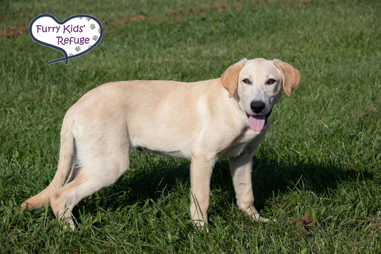 Enlarge Lolly, a Adoptable mixed breed in Lee's Summit, MO image 2/3