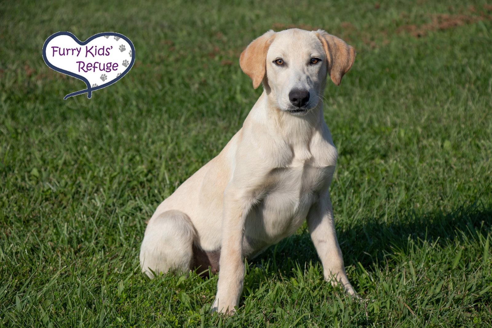 Enlarge Lolly, a Adoptable mixed breed in Lee's Summit, MO image 3/3