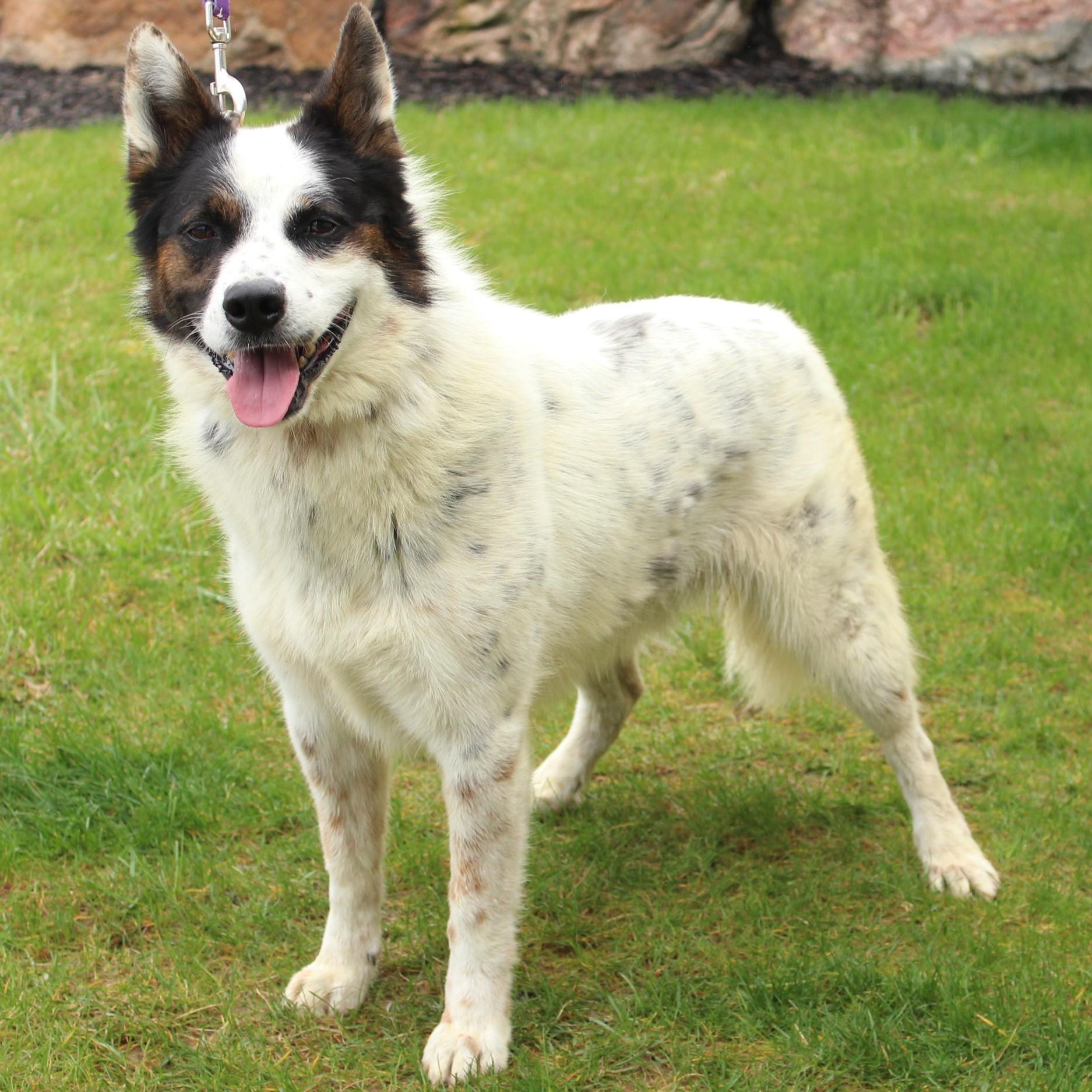 Enlarge Banjo, an adoptable mixed breed in Eaton, OH image 5/6