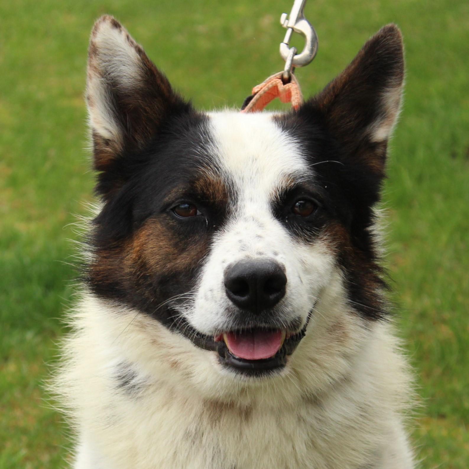 Banjo, adoptable, Adult Male Australian Shepherd & Australian Cattle Dog / Blue Heeler.