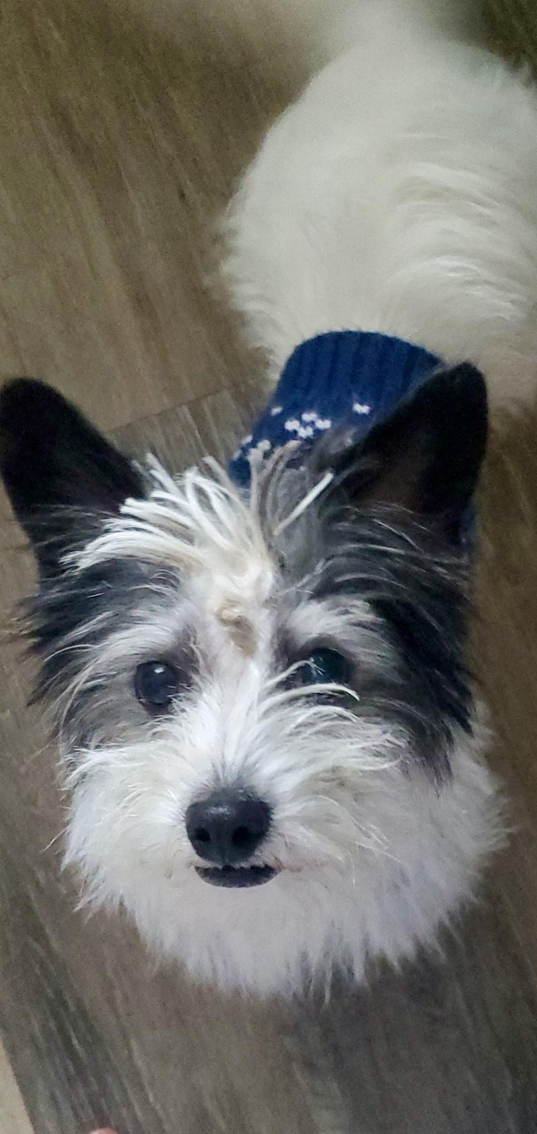 Enlarge Spike, an adopted mixed breed in Waxhaw, NC image 4/4