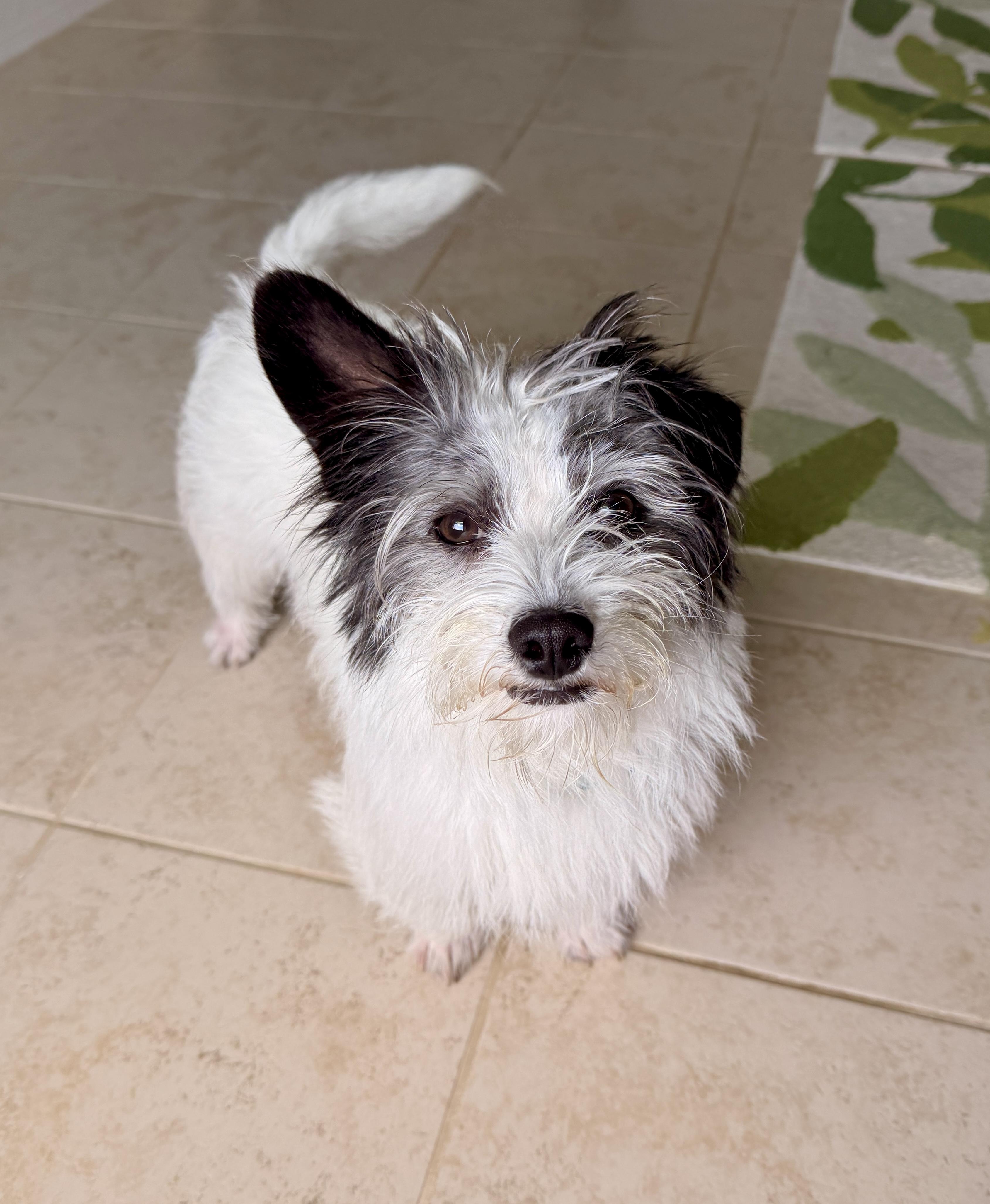 Enlarge Spike, an adopted mixed breed in Waxhaw, NC image 2/4