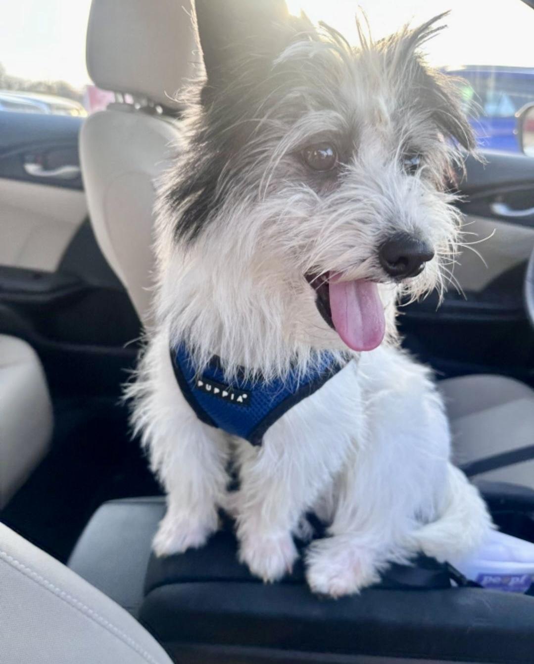 Enlarge Spike, an adopted mixed breed in Waxhaw, NC image 3/4