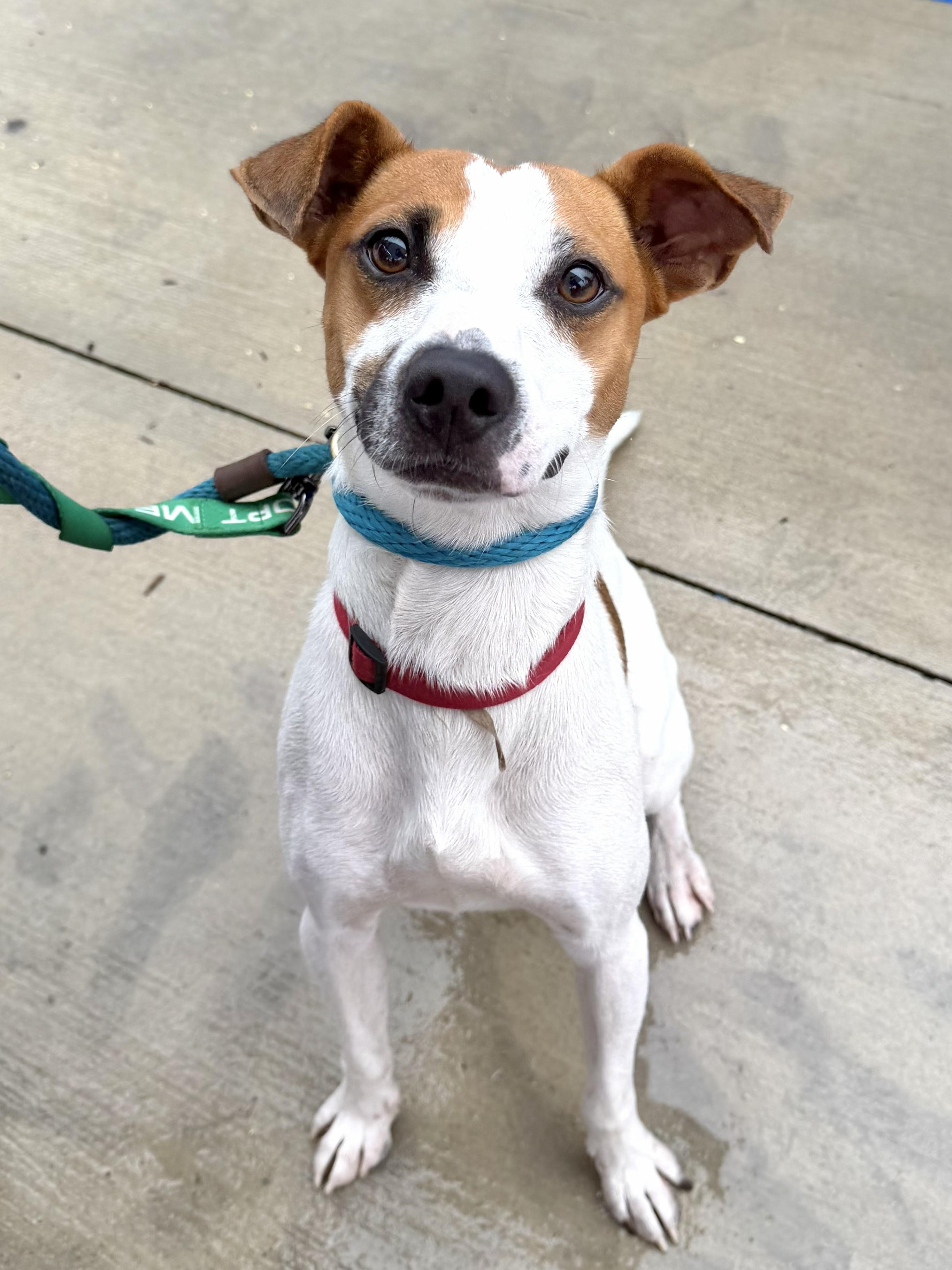 Enlarge Boris - AVAILABLE TO FOSTER OR ADOPT, a Adoptable mixed breed in Clayton, NC image 4/6