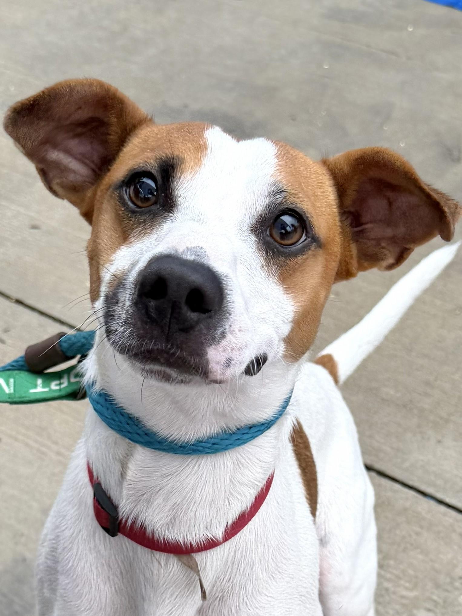 Enlarge Boris - AVAILABLE TO FOSTER OR ADOPT, a Adoptable mixed breed in Clayton, NC image 3/6