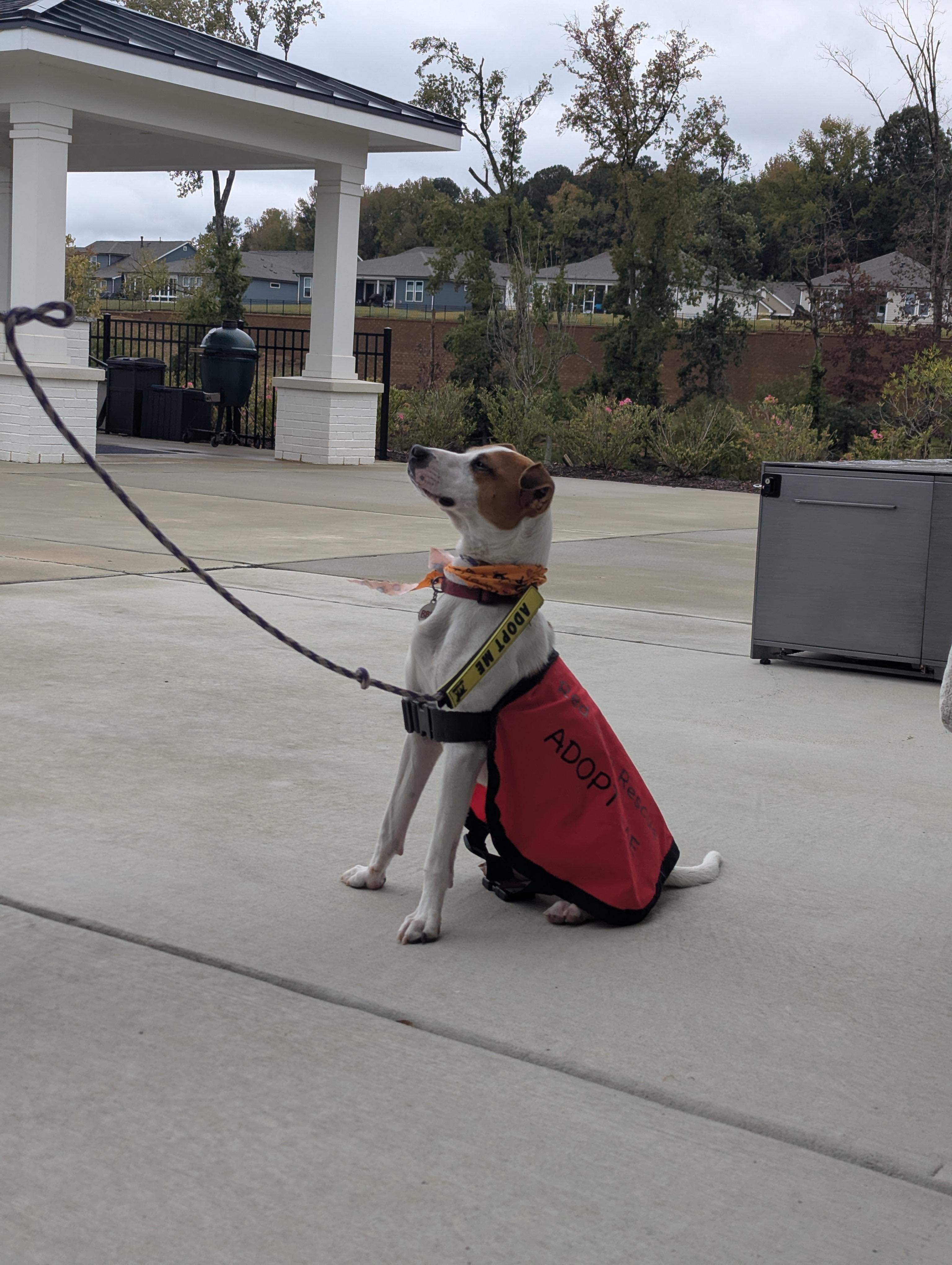 Enlarge Boris - AVAILABLE TO FOSTER OR ADOPT, a Adoptable mixed breed in Clayton, NC image 2/6