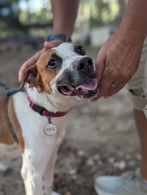 Enlarge Boris - AVAILABLE TO FOSTER OR ADOPT, a Adoptable mixed breed in Clayton, NC image 6/6