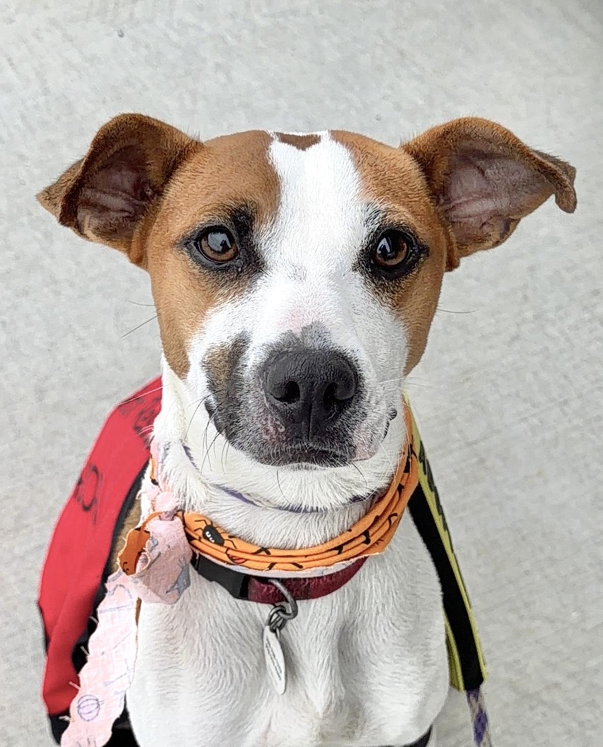 Boris - AVAILABLE TO FOSTER OR ADOPT, Adoptable, Young Male Fox Terrier.