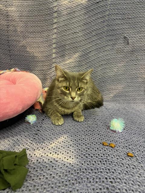salem, ADOPTABLE, Adult Female Domestic Short Hair.
