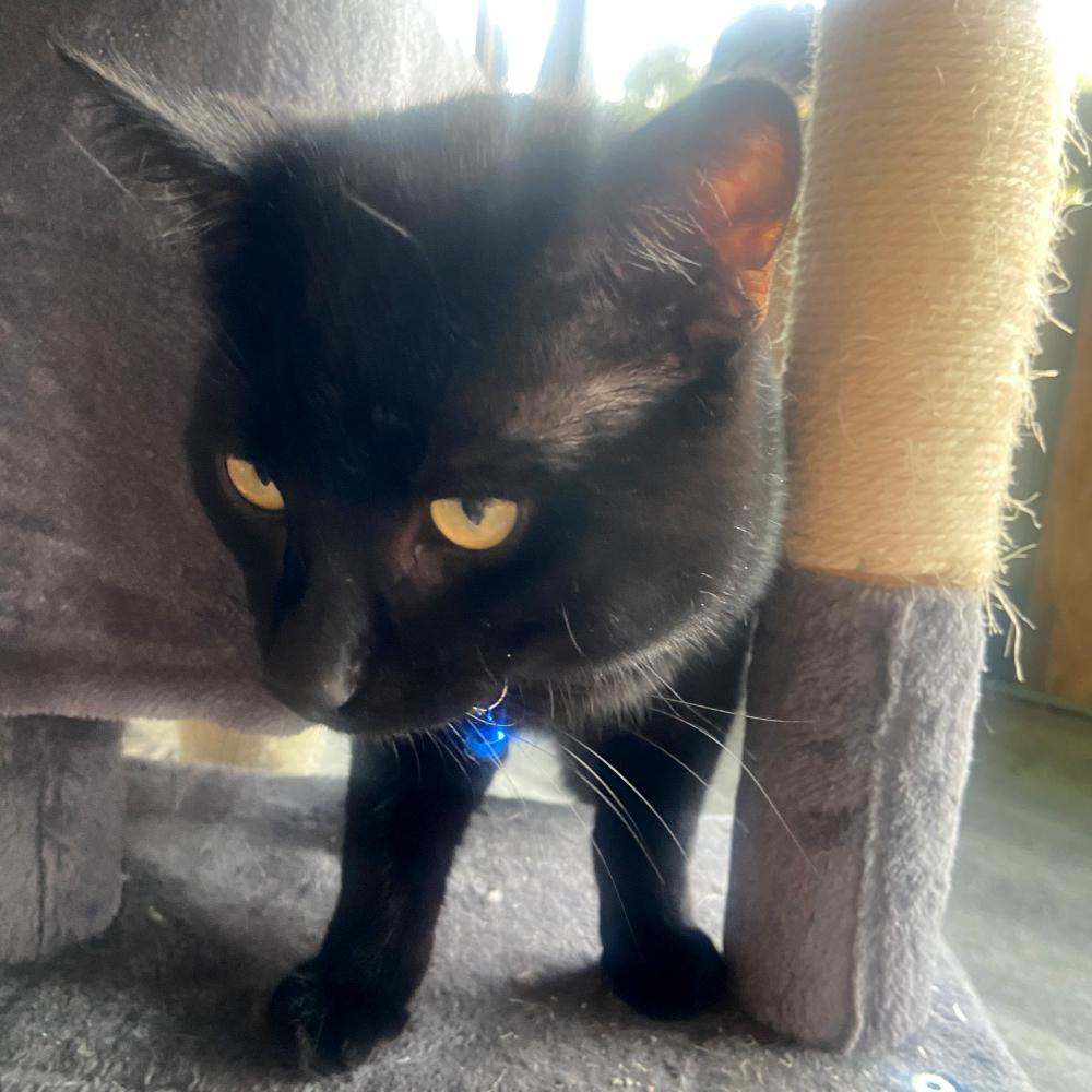 JS 4, Adoptable, Young Male Domestic Short Hair.
