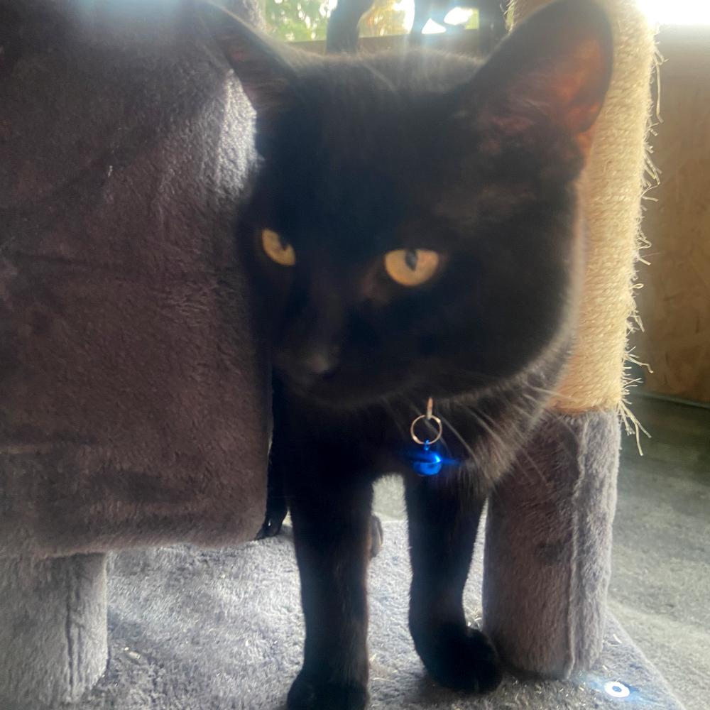 Enlarge JS 4, a Adoptable Domestic Short Hair in Redlands, CA image 2/2