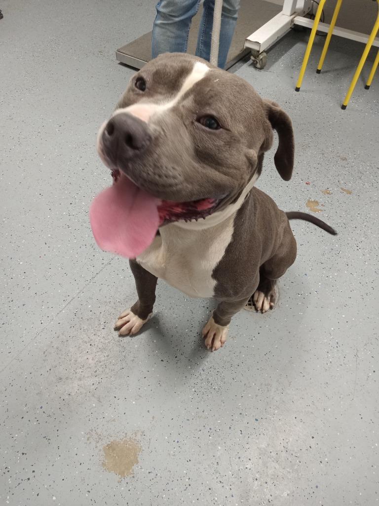 Enlarge Hansel, a Adoptable American Staffordshire Terrier in Pierceton, IN image 1/3