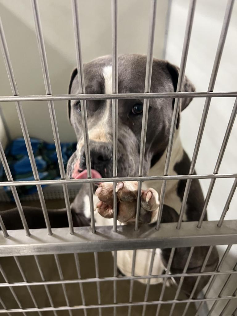 Enlarge Hansel, a Adoptable American Staffordshire Terrier in Pierceton, IN image 2/3