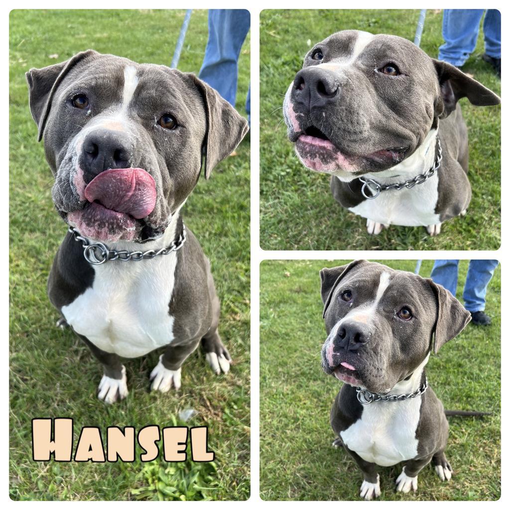 Enlarge Hansel, a Adoptable American Staffordshire Terrier in Pierceton, IN image 3/3