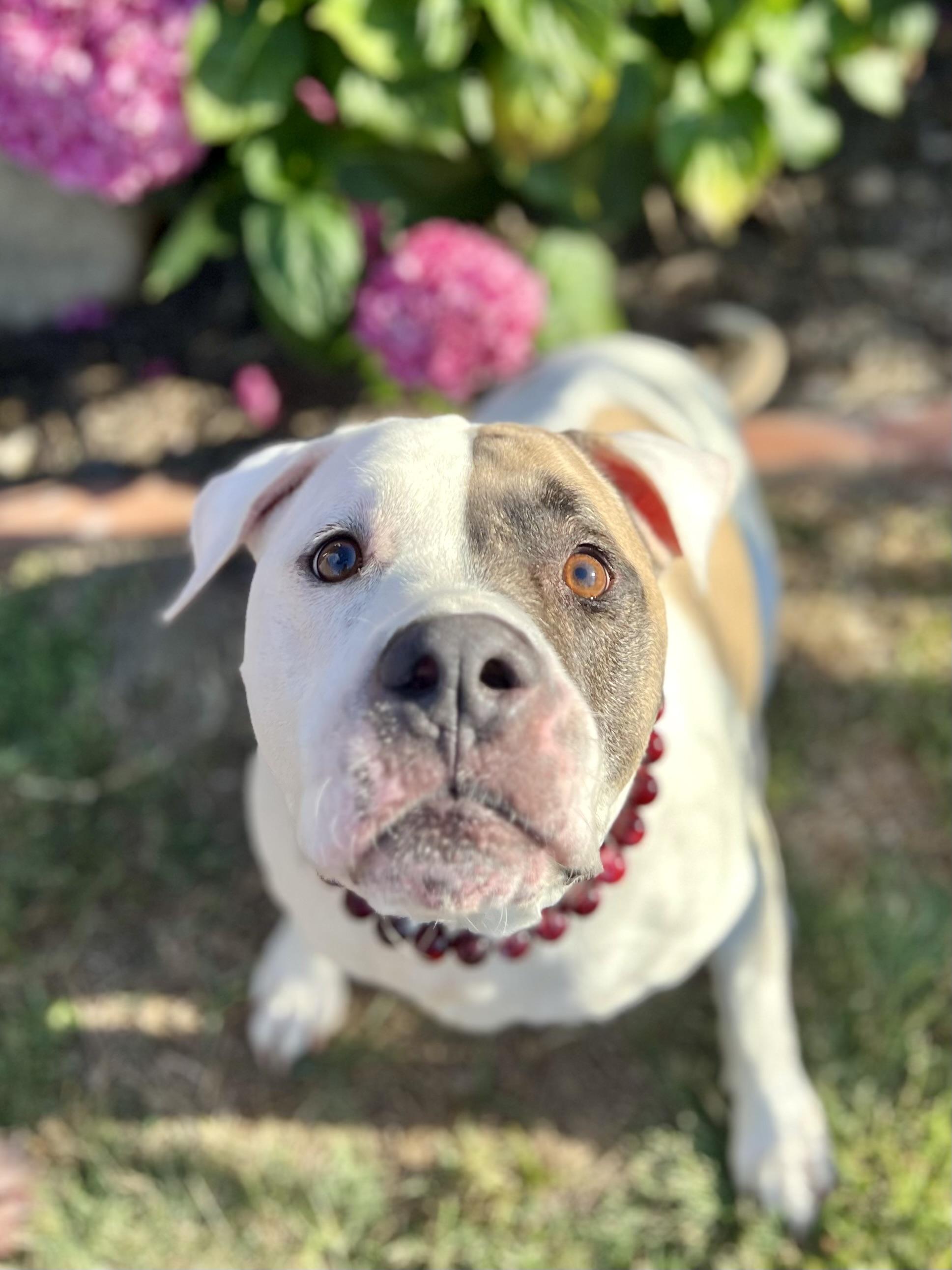 Jamie, a Adoptable Pit Bull Terrier in West Hollywood, CA image 4/5