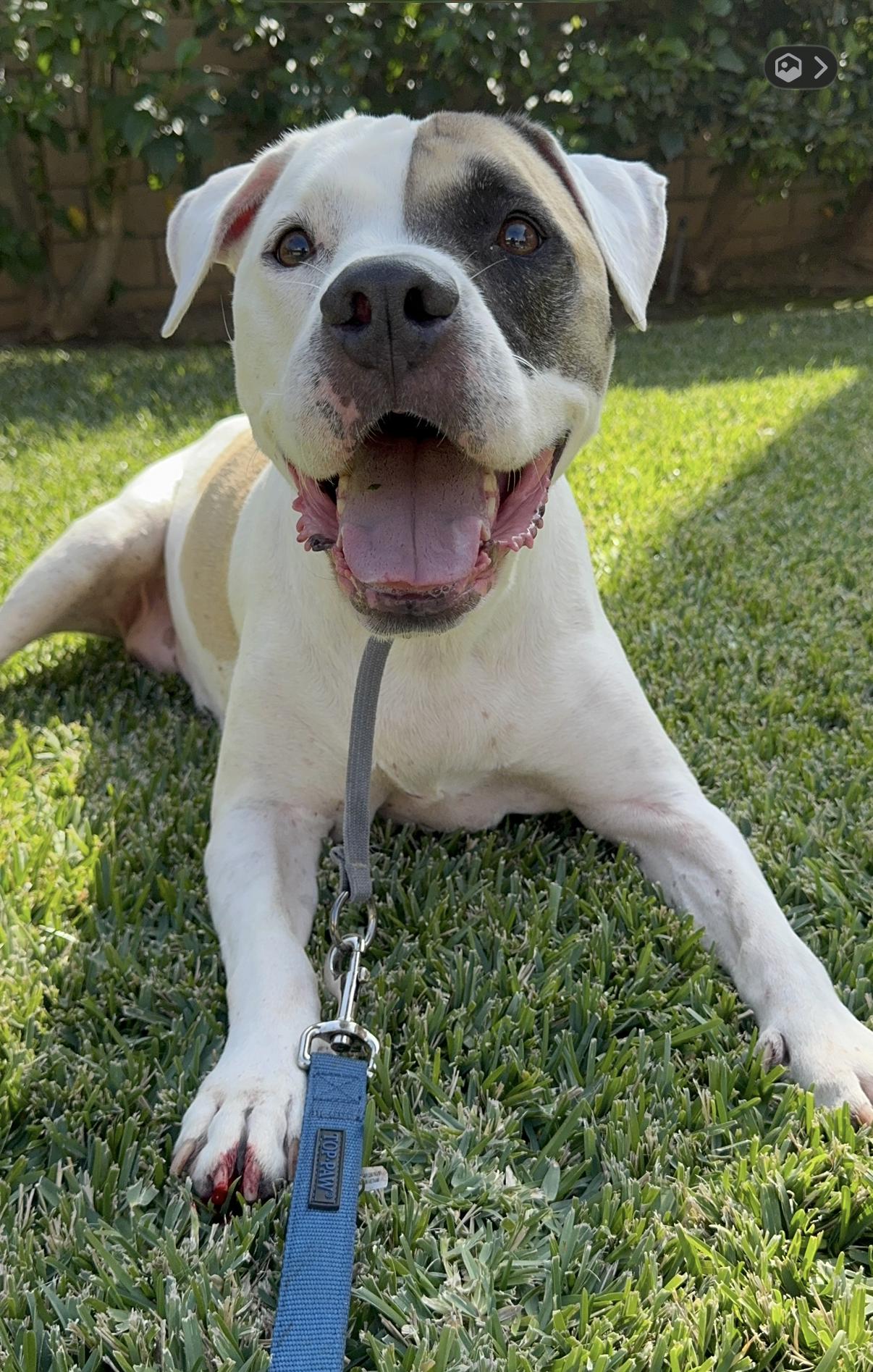 Jamie, Adoptable, Senior Female Pit Bull Terrier.