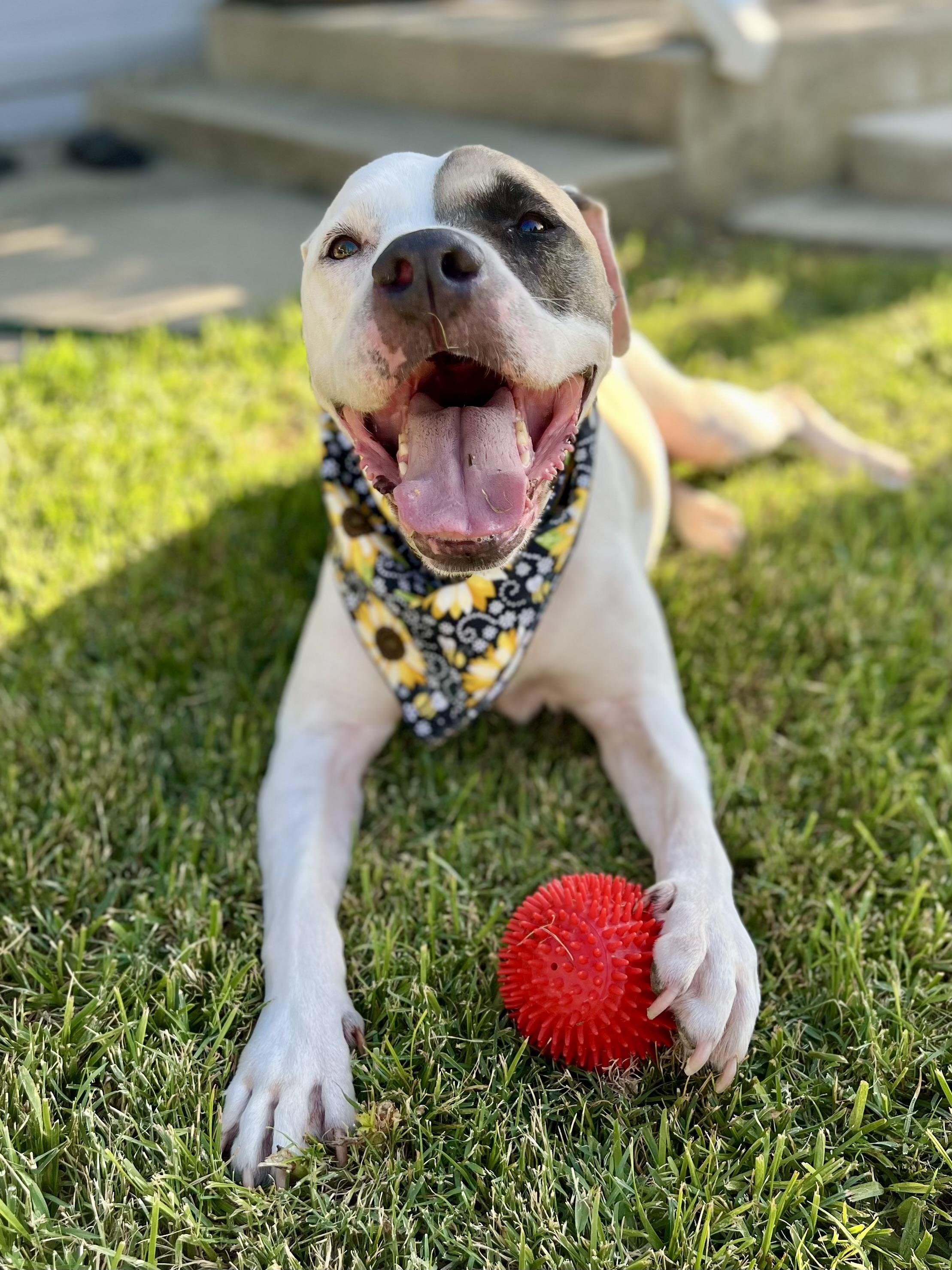 Jamie, a Adoptable Pit Bull Terrier in West Hollywood, CA image 1/5