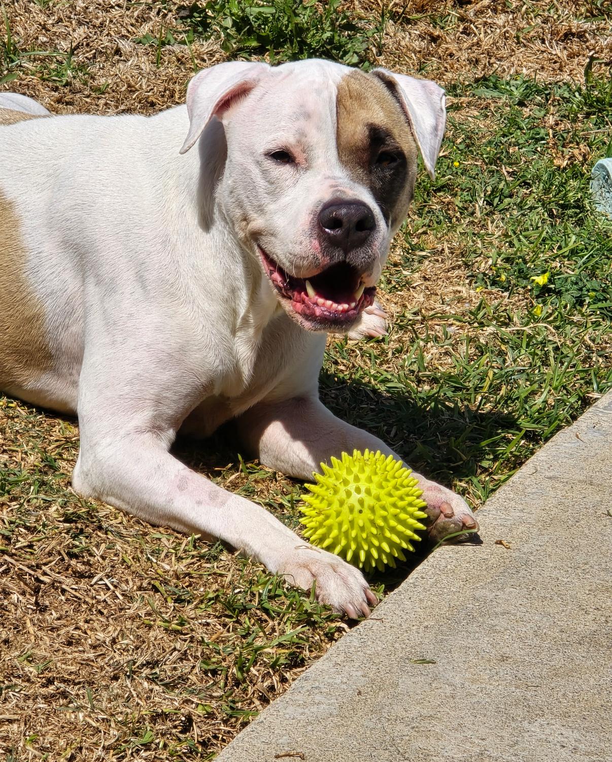 Jamie, a Adoptable Pit Bull Terrier in West Hollywood, CA image 5/5