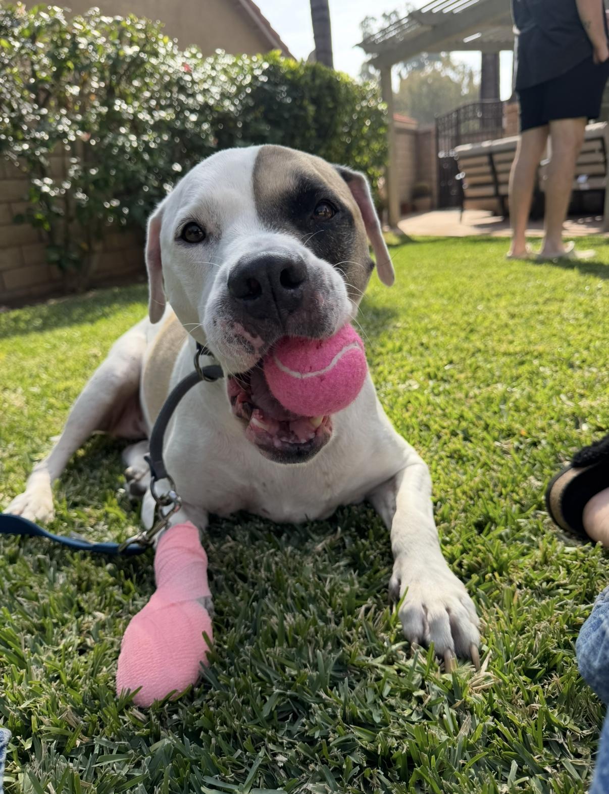 Jamie, a Adoptable Pit Bull Terrier in West Hollywood, CA image 6/6